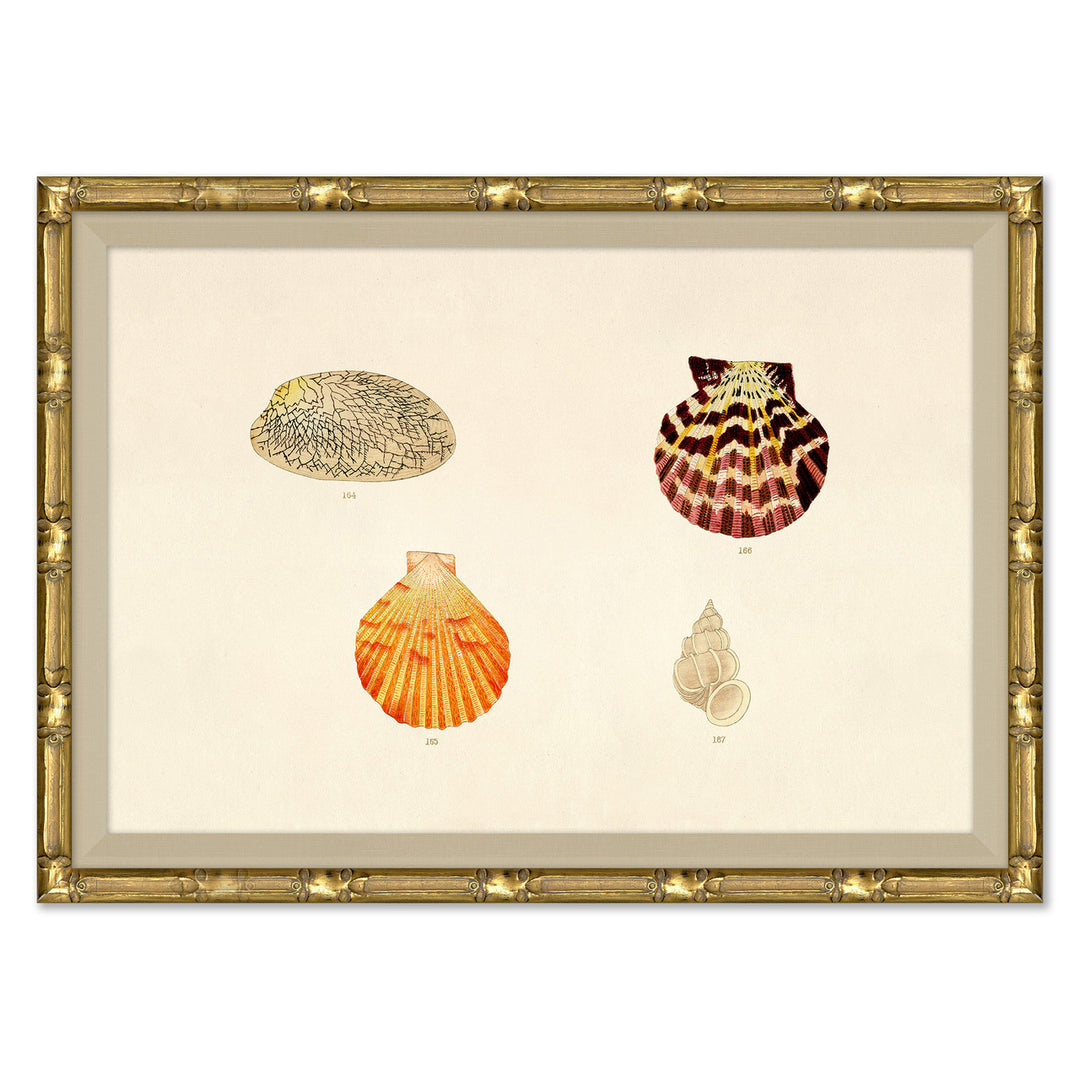 Malacology Study, Plate II by Soicher Marin