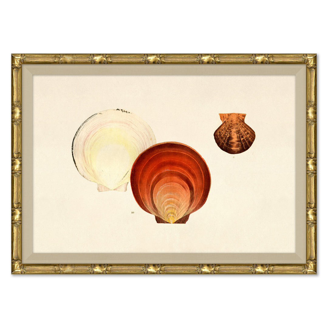 Malacology Study, Plate III by Soicher Marin