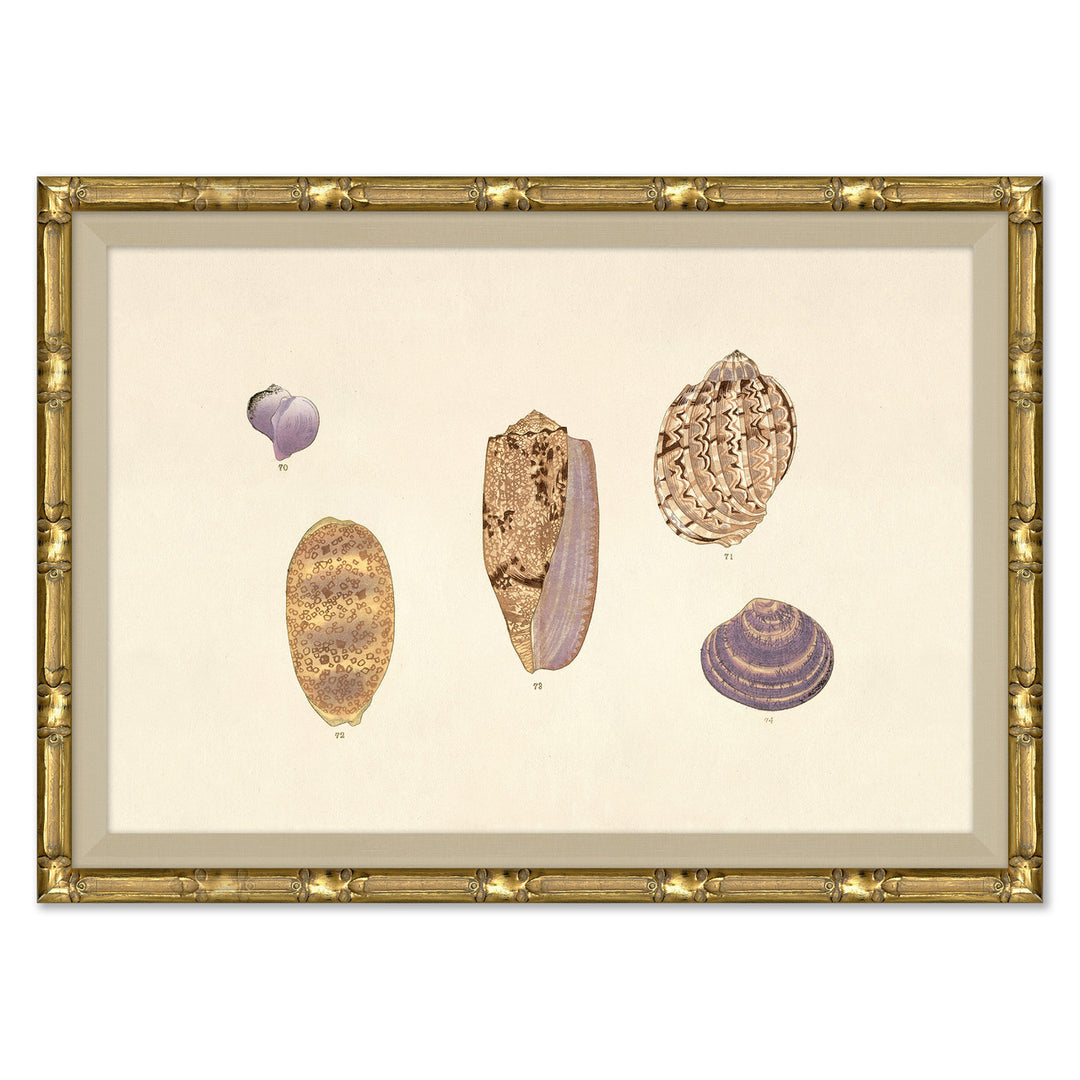 Malacology Study, Plate IV by Soicher Marin