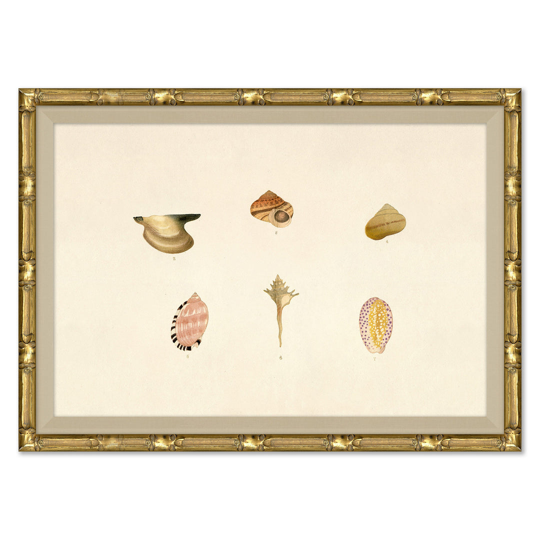 Malacology Study, Plate VIII by Soicher Marin