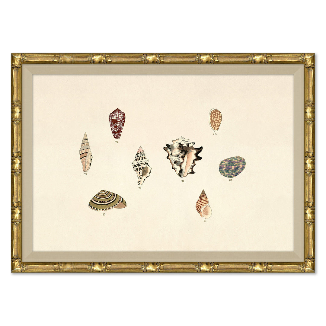 Malacology Study, Plate IX by Soicher Marin