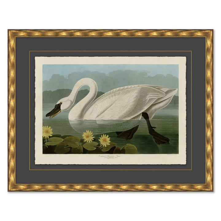 American Swan by Soicher Marin