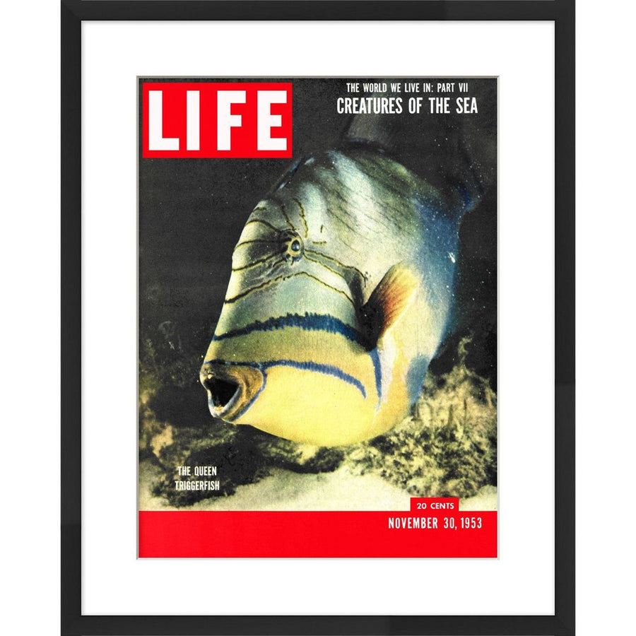 Wall Art LIFE Cover- November 30, 1953