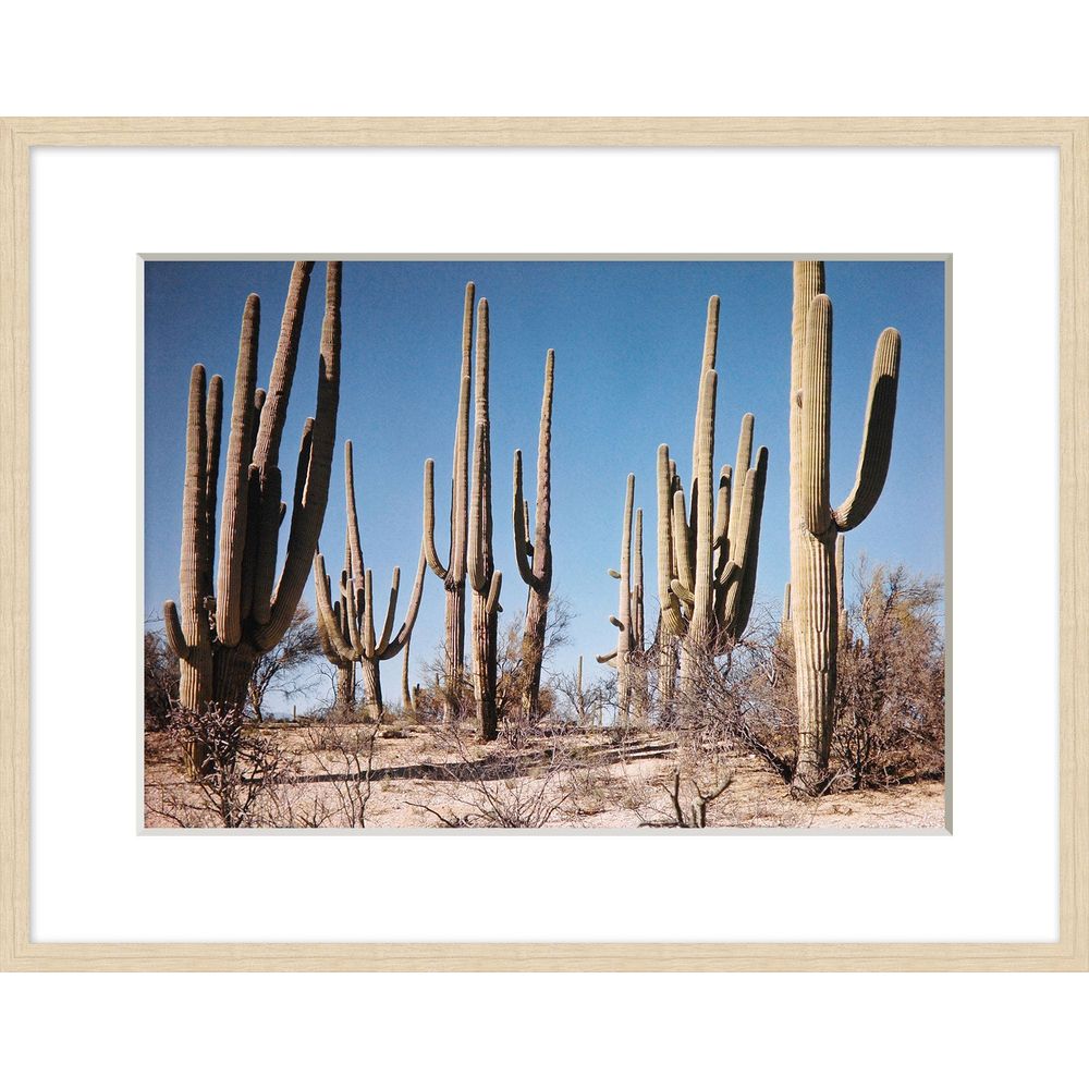 Wall Art Field of Cacti