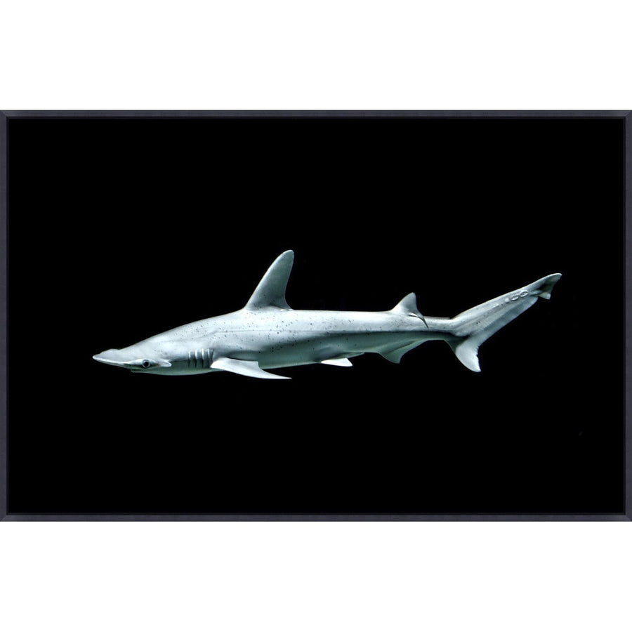 Shovelhead Shark-Wendover-WEND-WMS0262-Wall Art-1-France and Son