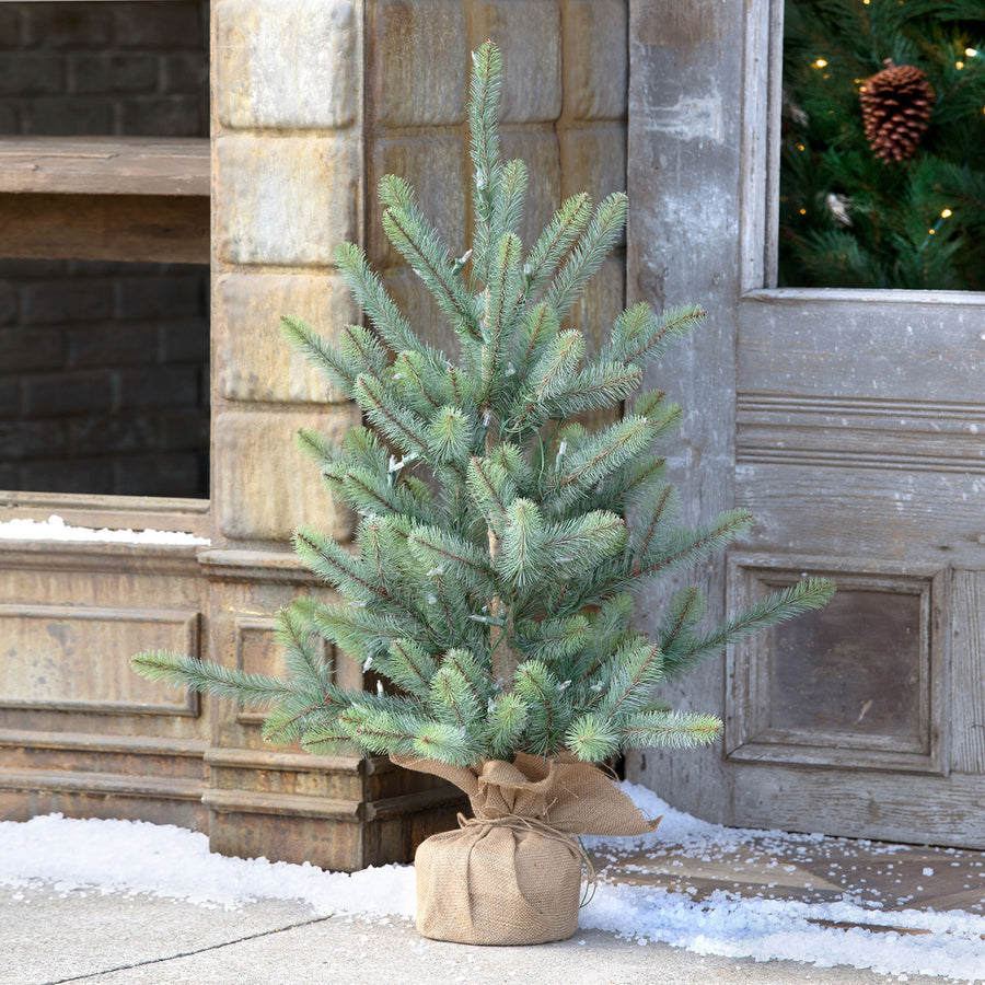 36" Burlap Wrapped Blue Spruce Seedling with LED Battery Lights-Park Hill Collection-ParkHill-XPQ90690-Decorative Objects-1-France and Son