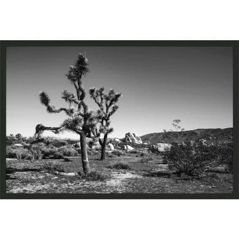 Joshua Tree 2