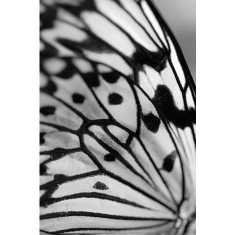 Butterfly 1-Wendover-WEND-HAB016-Wall Art-1-France and Son