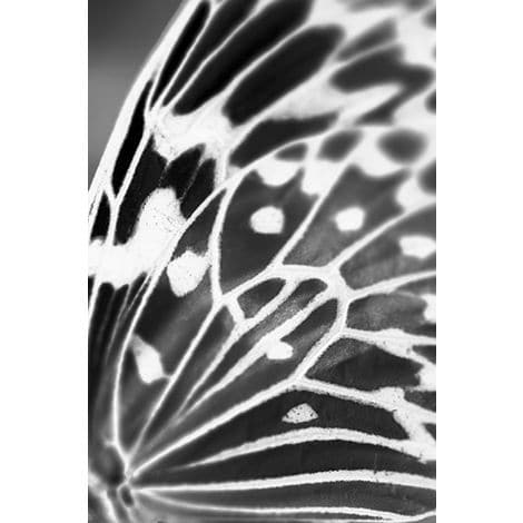 Butterfly 2-Wendover-WEND-HAB017-Wall Art-1-France and Son