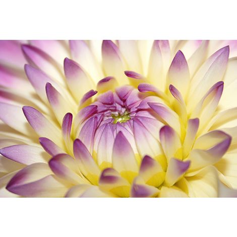 Macro Pink Flower-Wendover-WEND-HFL008-Wall Art-1-France and Son