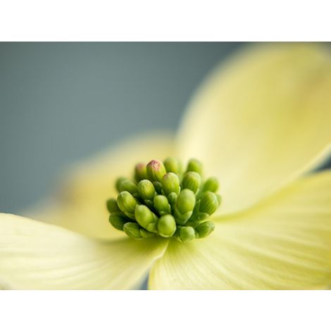 Inside the Flower