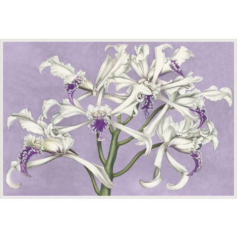 White Orchids on Lilac