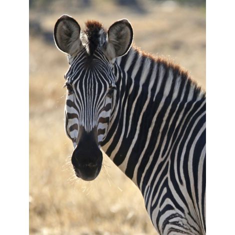 Majestic Zebra-Wendover-WEND-LA4146-Wall Art-1-France and Son