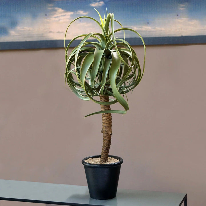 Aloe Tree Potted-Gold Leaf Design Group-GOLDL-PB1586-23-Faux Plants23.25"H-5-France and Son