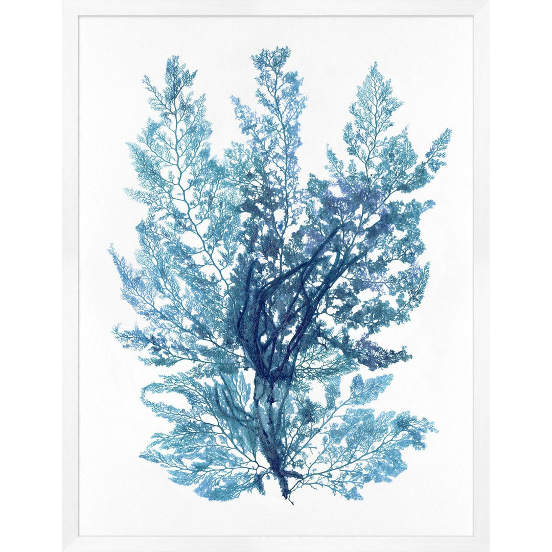 Pressed Seaweed Arrangement in Indigo 2-Wendover-WEND-WCL1468-Wall Art-1-France and Son