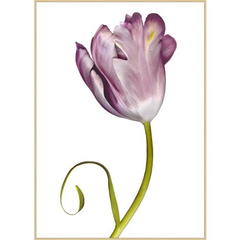 Purple Tulip-Wendover-WEND-WLA1556-Wall Art-1-France and Son