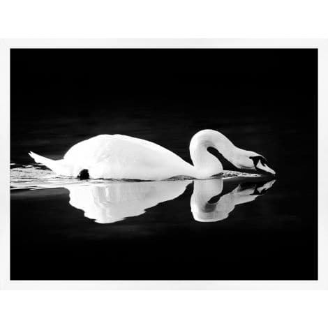 Gliding Swan-Wendover-WEND-WLA1573-Wall Art-1-France and Son