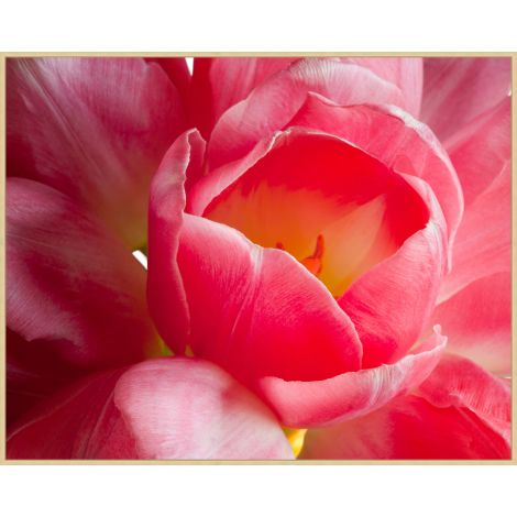 Pink Tulip-Wendover-WEND-WLA1577-Wall Art-1-France and Son