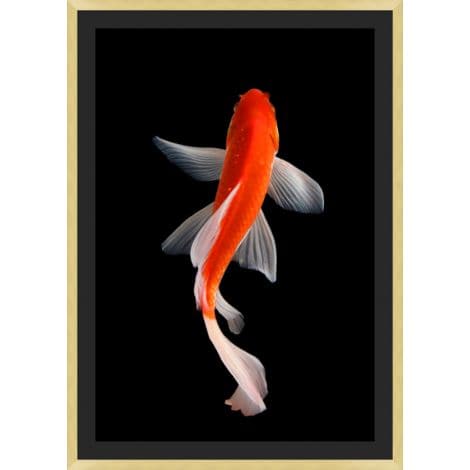 Orange Koi 2-Wendover-WEND-WMS0004-Wall Art-1-France and Son