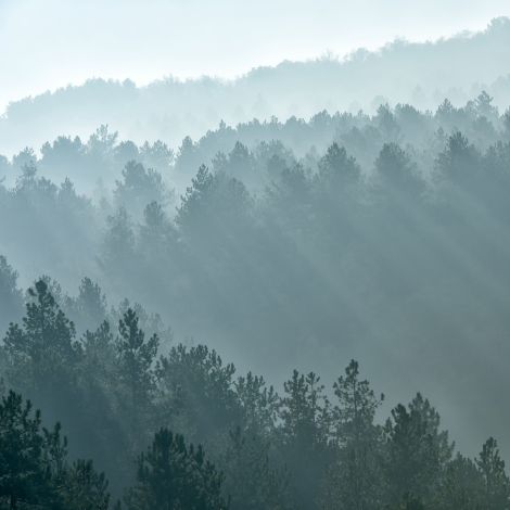 Mountain Mist