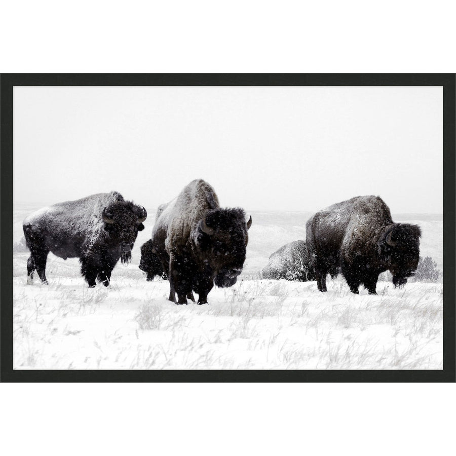 Snow Bison-Wendover-WEND-WPH1501-Wall Art-1-France and Son