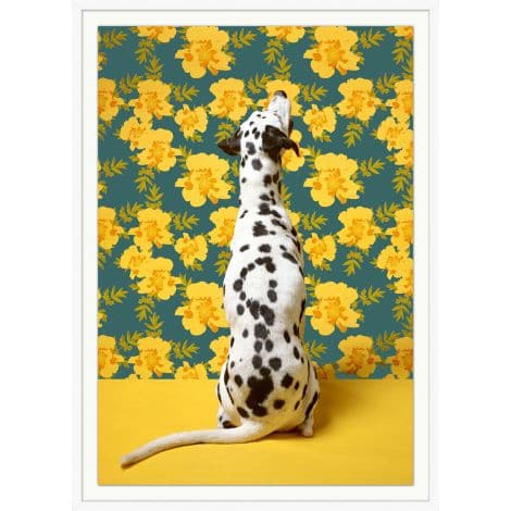 Dalmatian and Yellow Blossoms