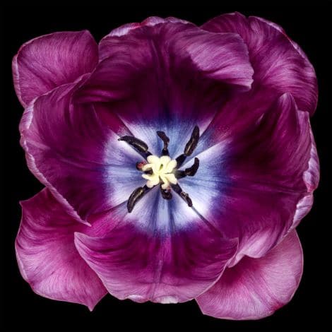 Wall Art Bloom in Focus 6