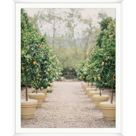 The Lemon Path