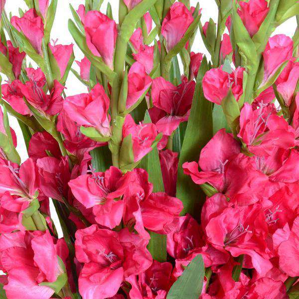 Fuchsia Gladiolus Arrangement-New Growth Designs-NGD-15652FU-Decor-3-France and Son