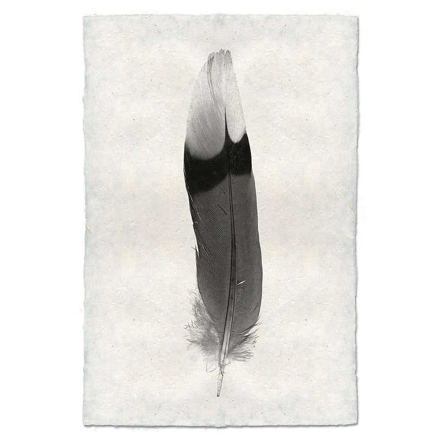Feather Study #9 Print