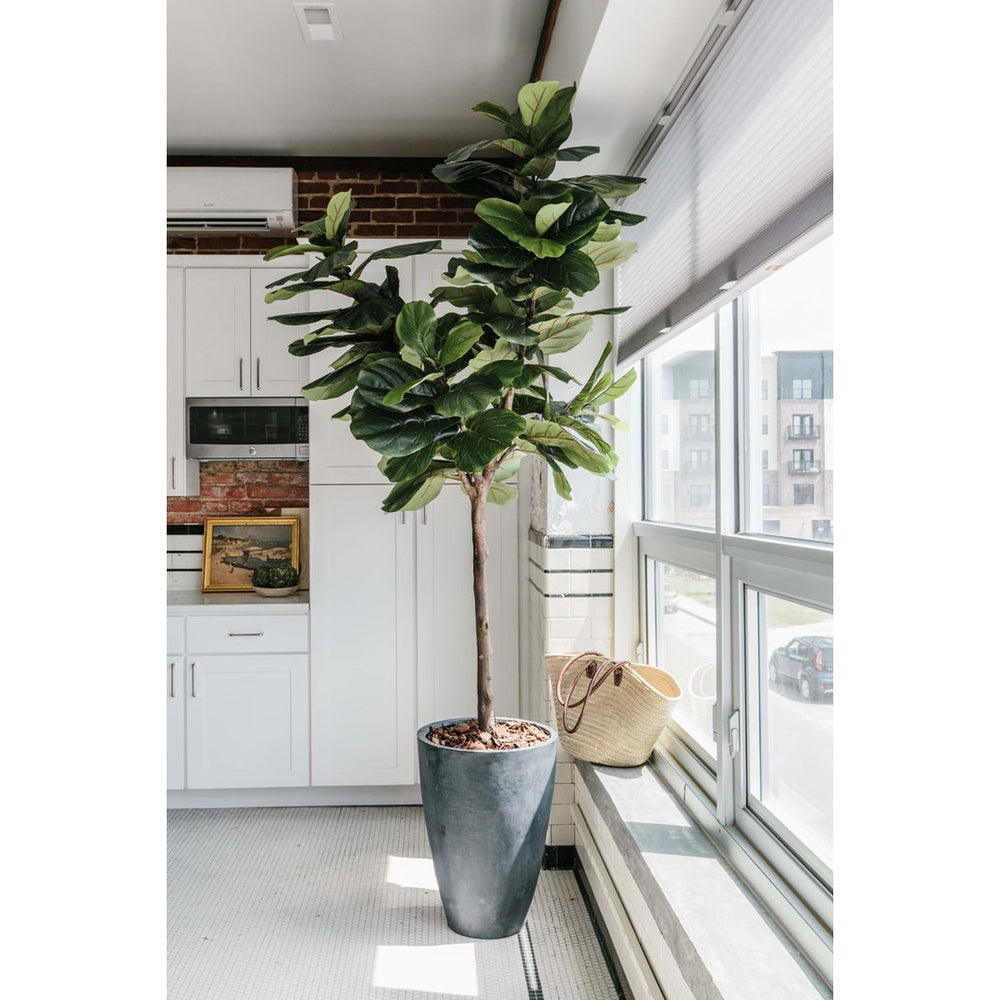 Fiddle Leaf Fig Tree, 7.5'-New Growth Designs-NGD-18208-Decor-2-France and Son