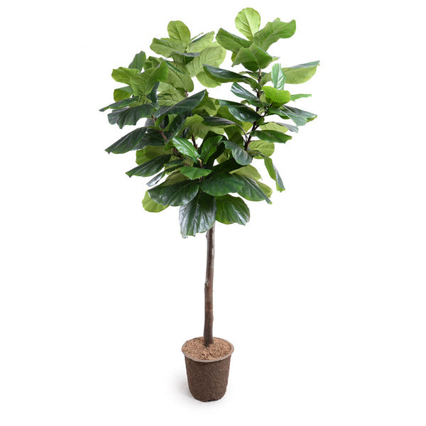 Fiddle Leaf Fig Tree, 7.5'-New Growth Designs-NGD-18208-Decor-1-France and Son