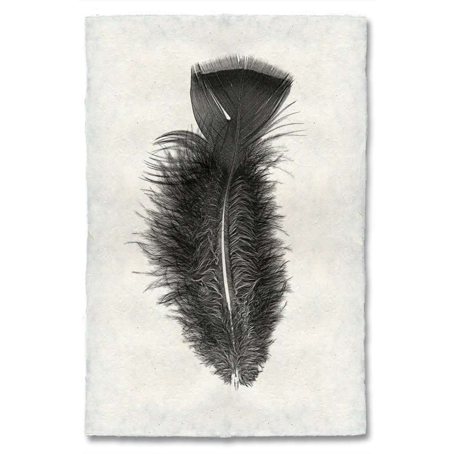 Feather Study #10 Print