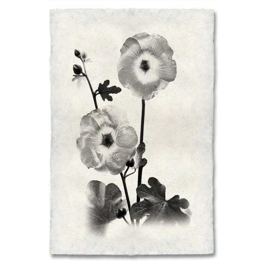 Graphite Hollyhock Print - BARLOGA-GraphiteHollyhockPrint - Parent