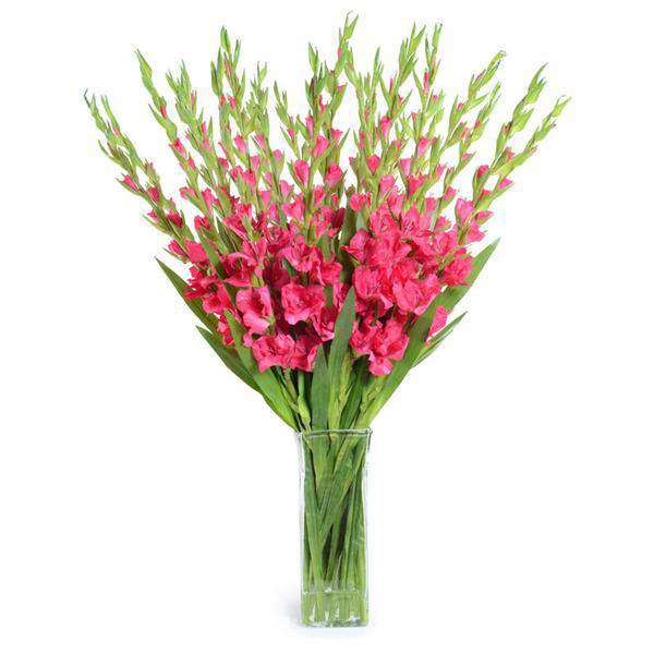 Fuchsia Gladiolus Arrangement-New Growth Designs-NGD-15652FU-Decor-1-France and Son