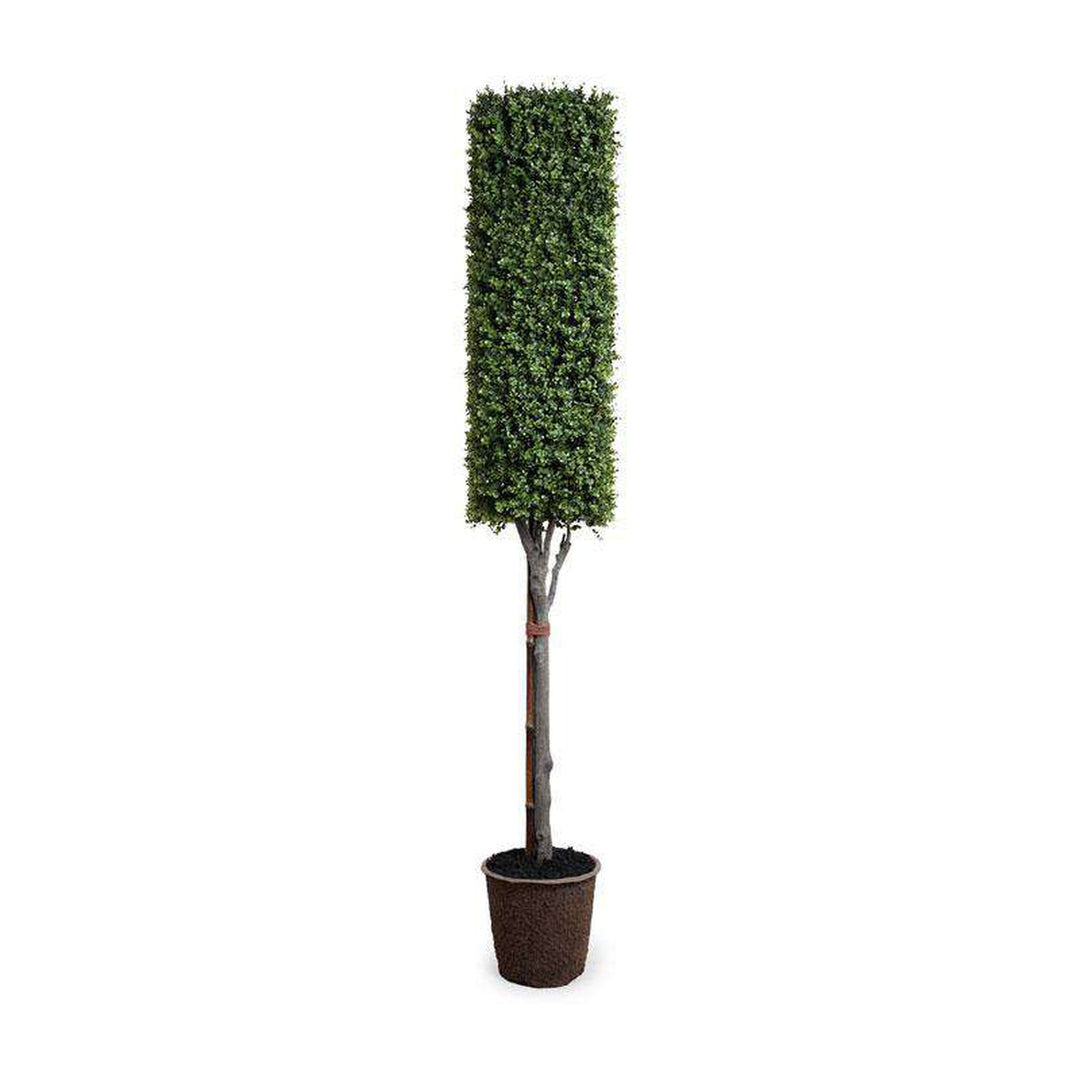 Outdoor Boxwood Column Topiary
