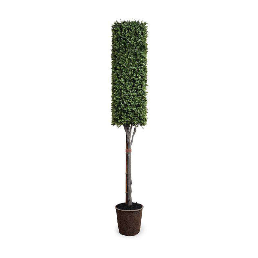 Outdoor Boxwood Column Topiary
