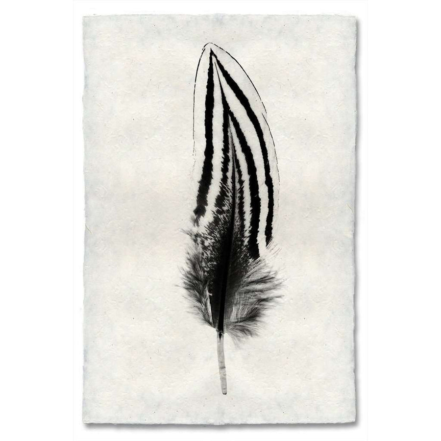 Feather Study #2 Print