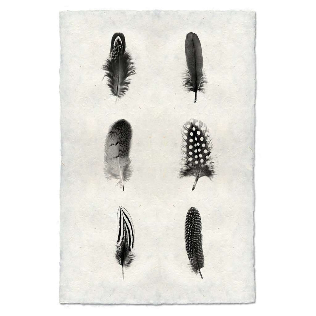 Feather Study Composite
