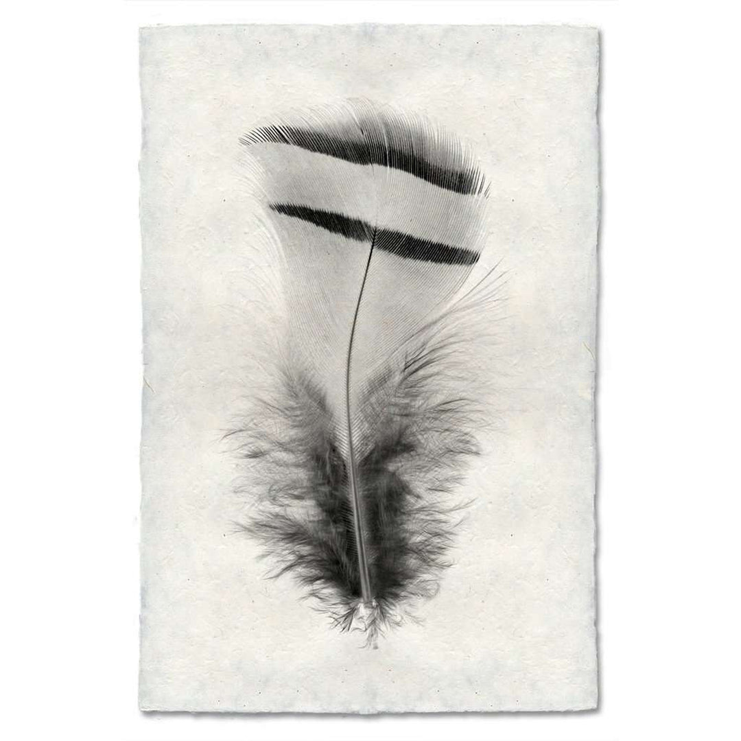 BARLOGA-FeatherStudy#15Print - Feather Study #15 Print