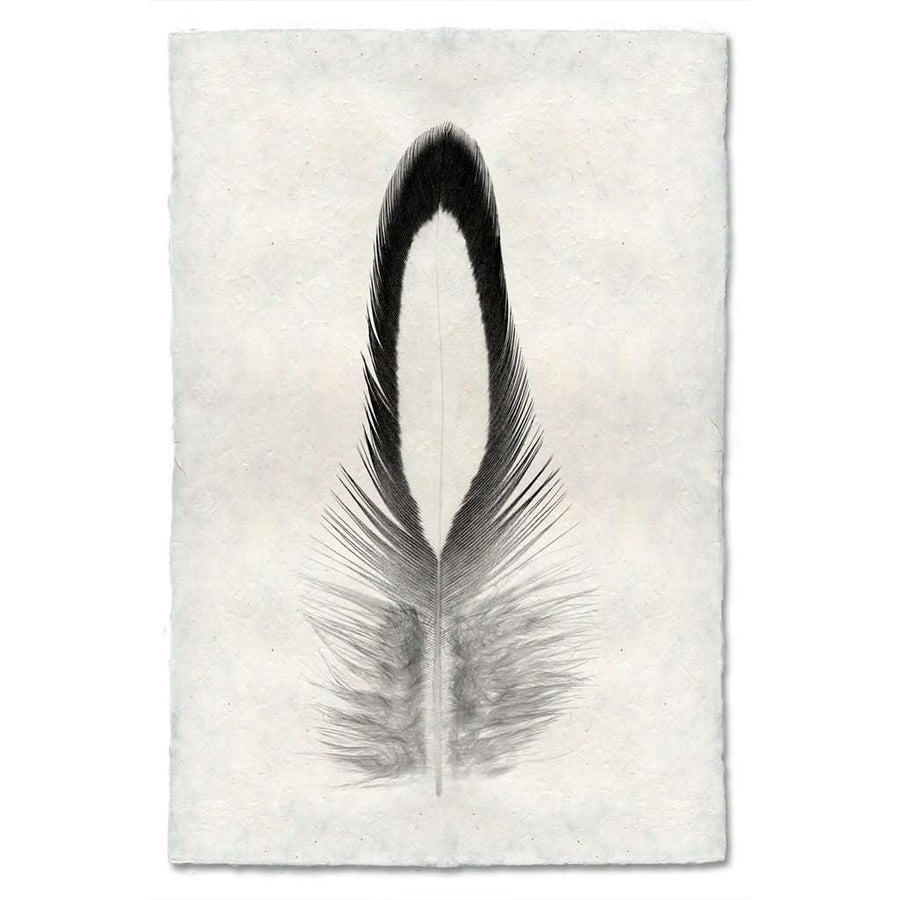 Feather Study #14 Print - BARLOGA-FeatherStudy#14Print 