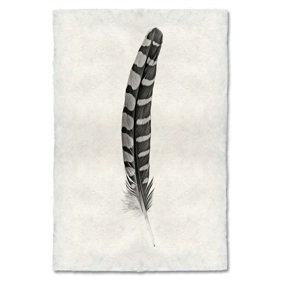 BARLOGA-FeatherStudy#12Print - Feather Study #12 Print 