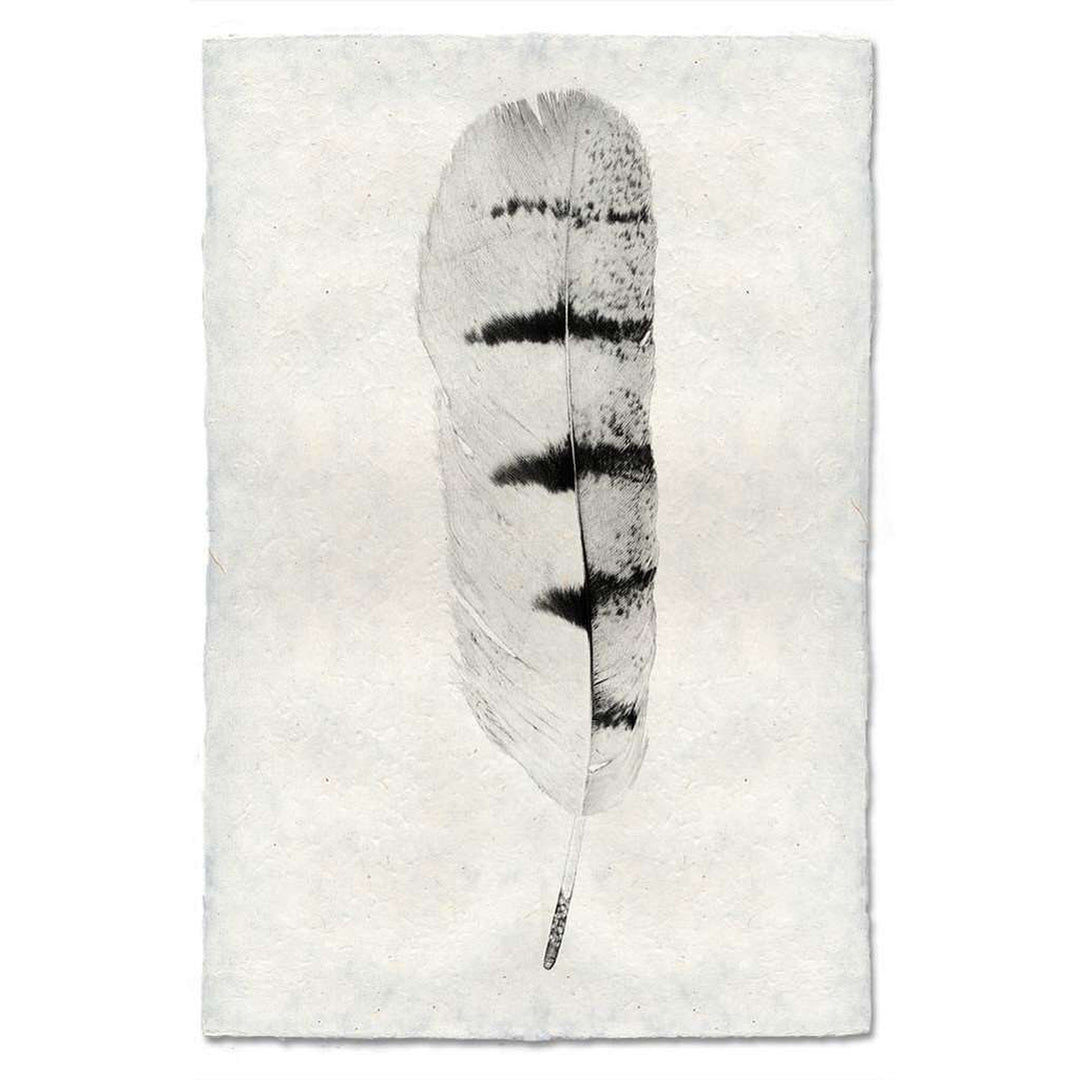 Feather Study #8 Print