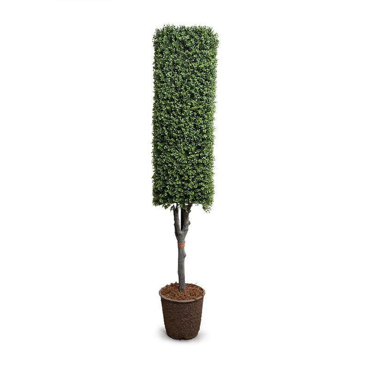 Outdoor Boxwood Column Topiary-New Growth Designs-NGD-E14069GR-Decor-2-France and Son