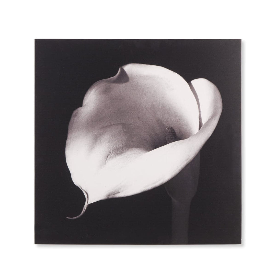 Calla Lilly Print-Sonder-FIA6343-Wall Art-1-France and Son