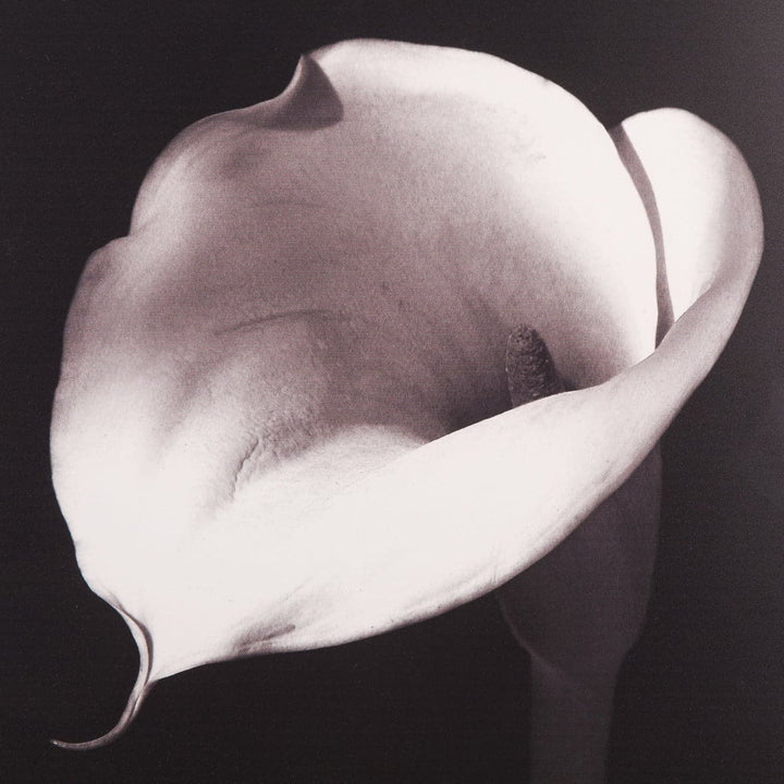 Calla Lilly Print-Sonder-FIA6343-Wall Art-3-France and Son