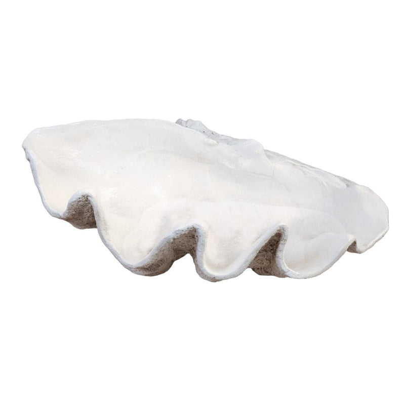 Giant clam deals shell chair