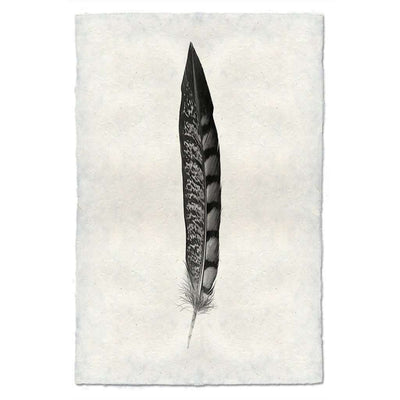 BARLOGA-FeatherStudy#11Print - feather study #11 print