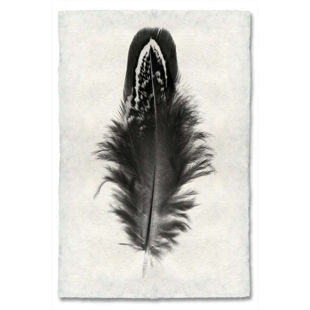 Feather Study #3 Print 