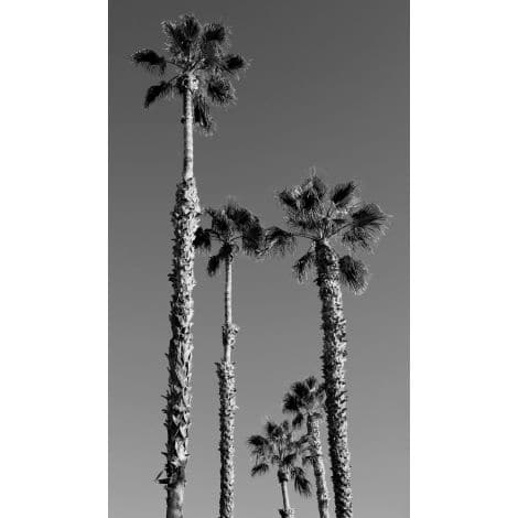 California Palms-Wendover-WEND-CK0169-Wall Art-1-France and Son